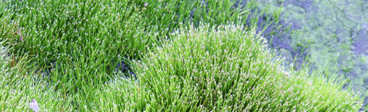 Eleocharis