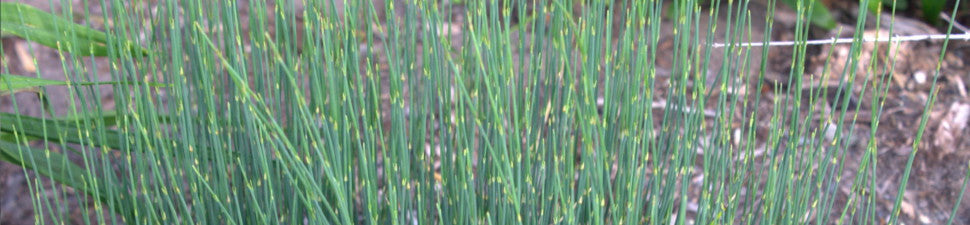 Ephedra