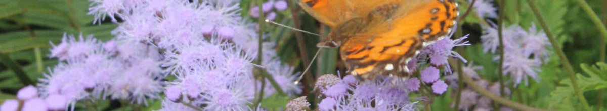 Butterfly Attracting Plants