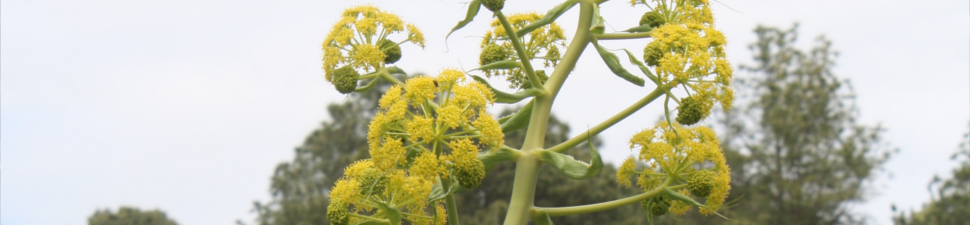 Ferula