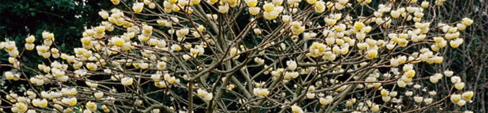 Fragrant Flowers
