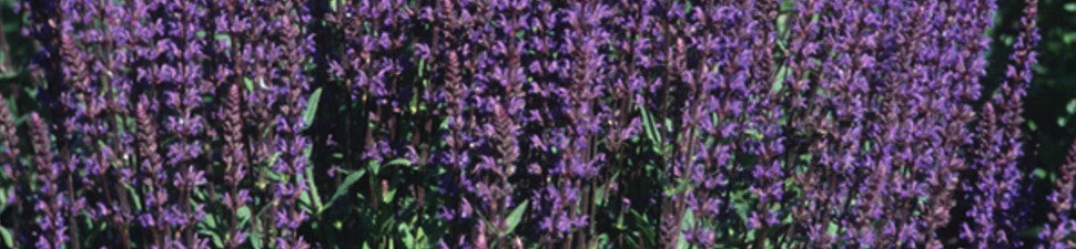 Fragrant Foliage Plants