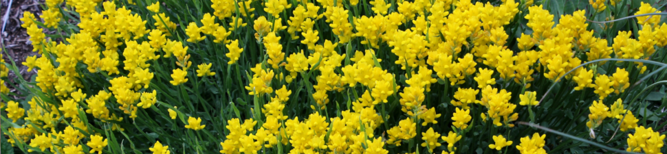 Genista