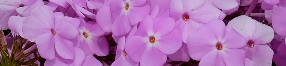 Georgia native plants
