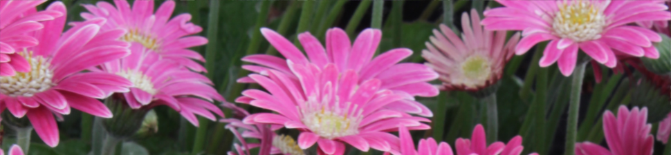 Gerbera