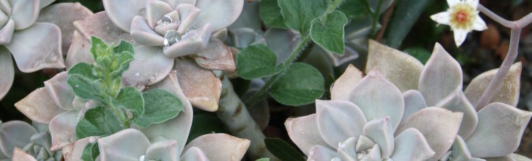 Graptopetalum