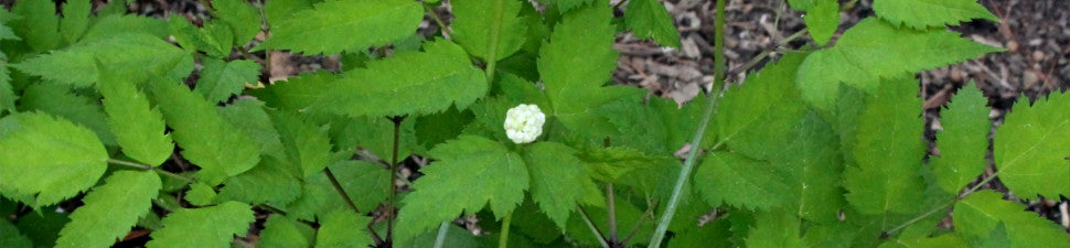 Green Foliage Plants