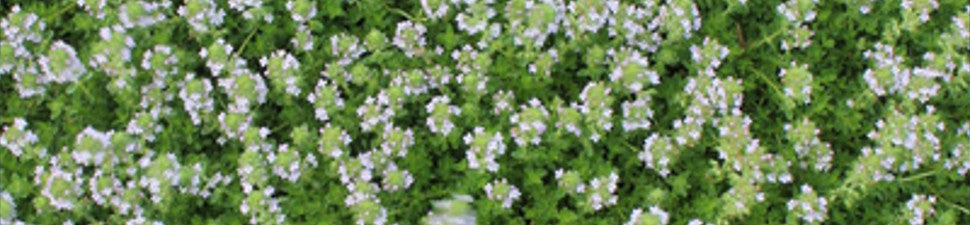 Groundcovers