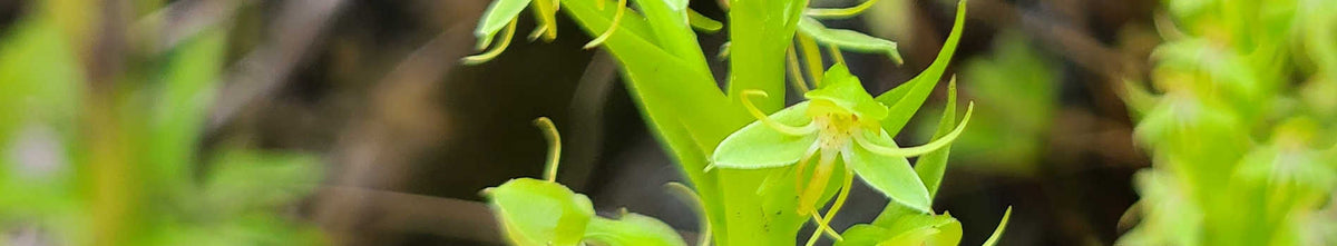 Habenaria