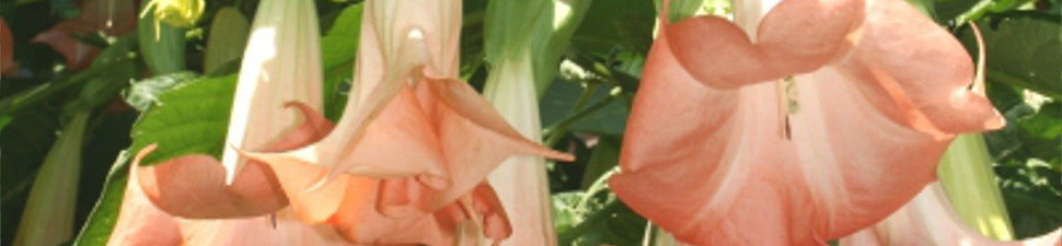 Hallucinogenic Plants