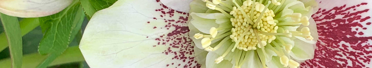 Winter Delights Hellebores