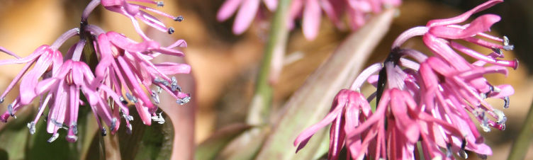 Heloniopsis