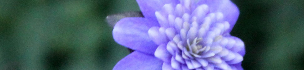 Hepatica