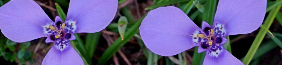 Herbertia