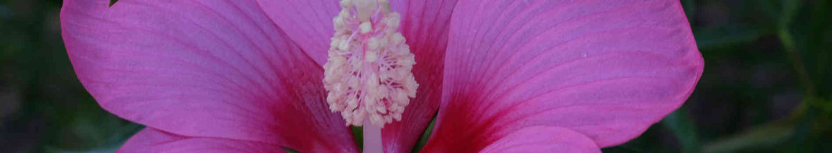 Hibiscus