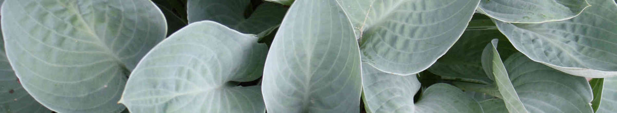 Blue Foliage Plants