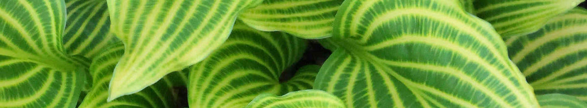 Hosta