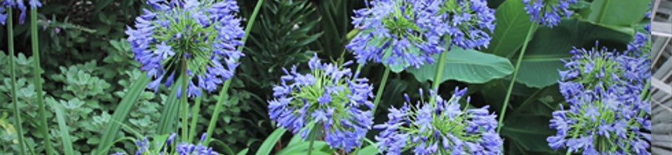 Hummingbird Plants
