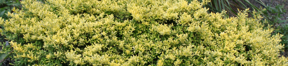 Ilex