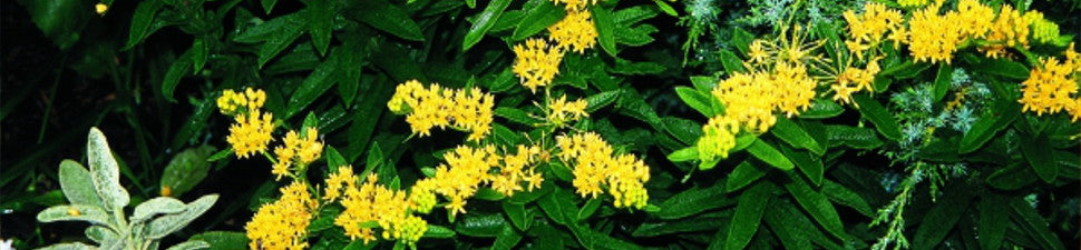 Insect Attracting Plants