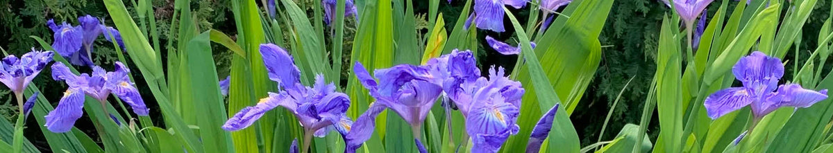 Evergreen Perennials