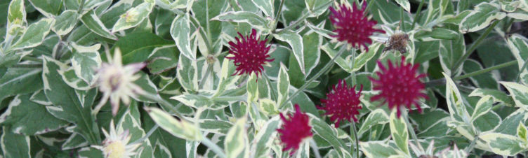 Knautia