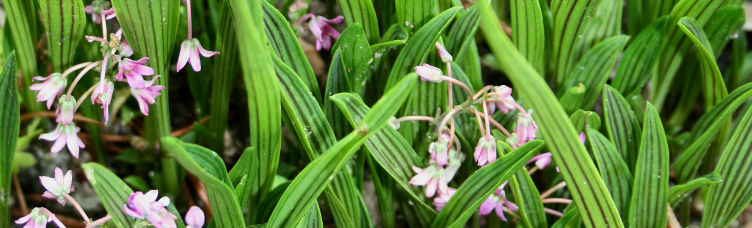 Ledebouria