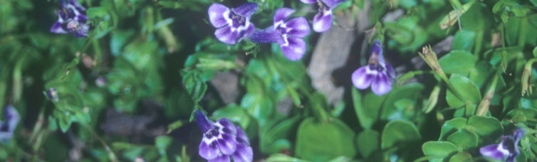 Lindernia
