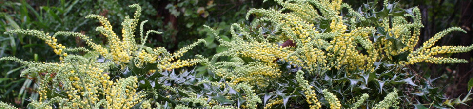 Mahonia