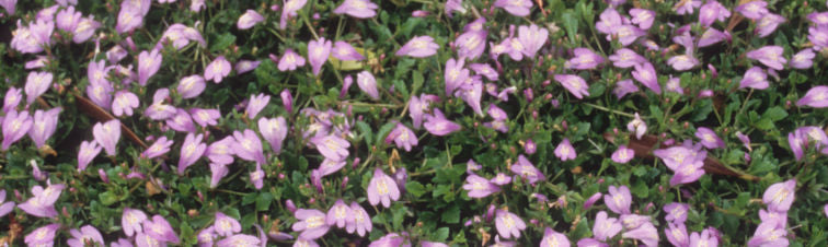 Mazus