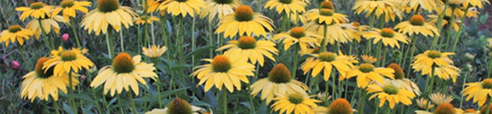 Medicinal Plants
