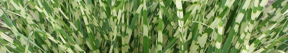 Miscanthus