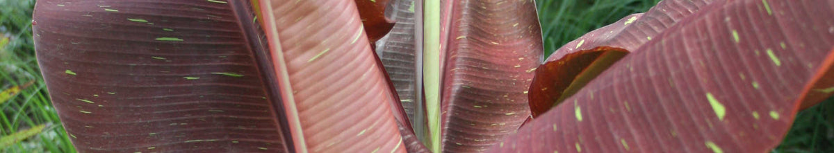 Musa