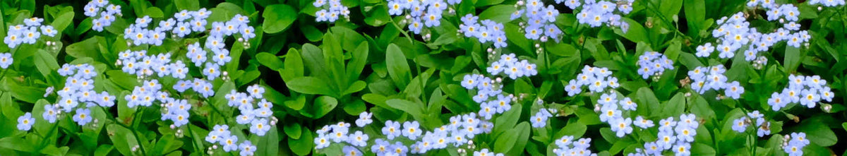 Myosotis