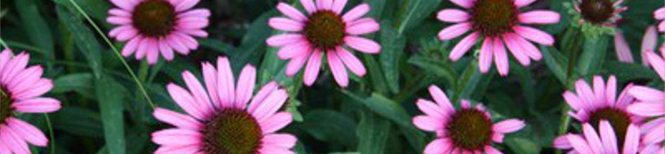North American Native Plants