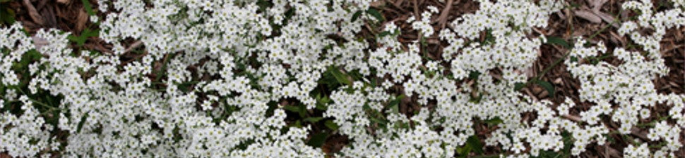 North Carolina Native Plants