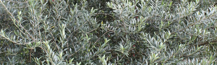 Olea