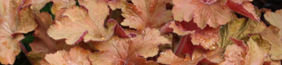Orange/Peach Foliage Plants