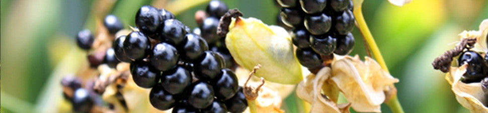 Ornamental Seed or Fruit
