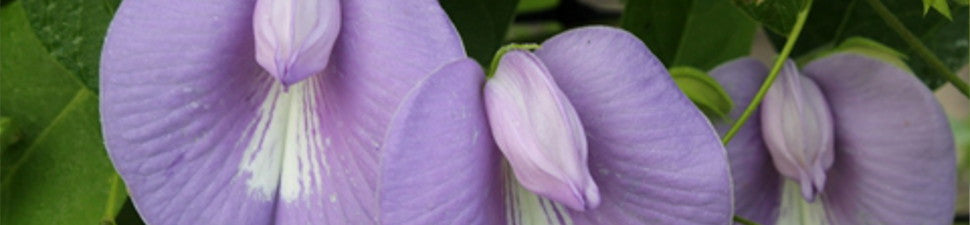 Ornamental Vines