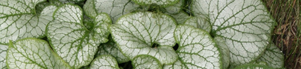 Patterned Foliage