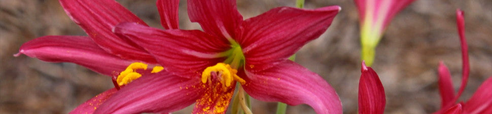 Plant Delights Creations and Discoveries