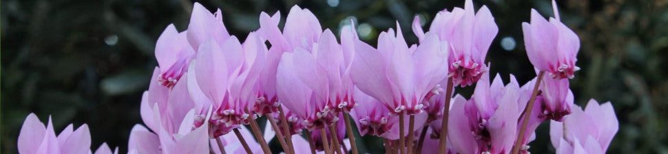 Perennial Encyclopedia