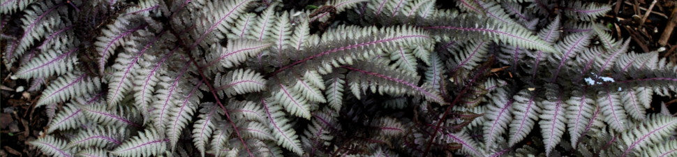 Perennial Plant of the Year