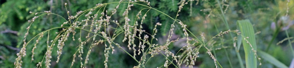 Phaenosperma