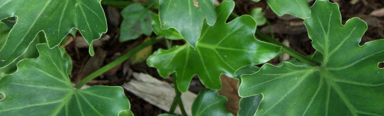 Philodendron