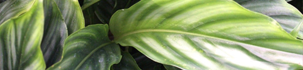 Plants from China