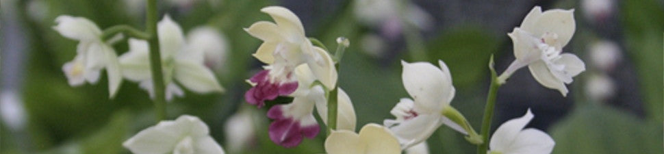 Plants from Japan
