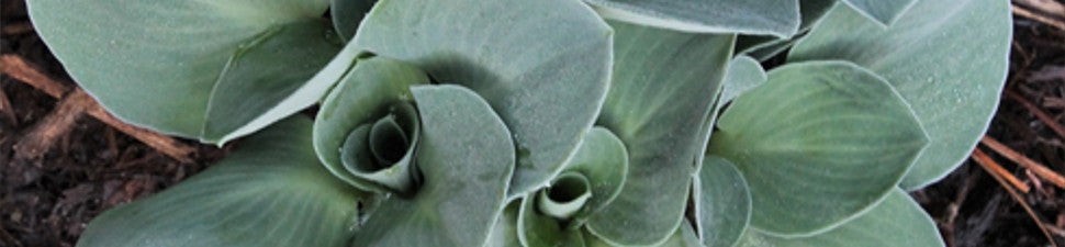 Plants Named After Animals