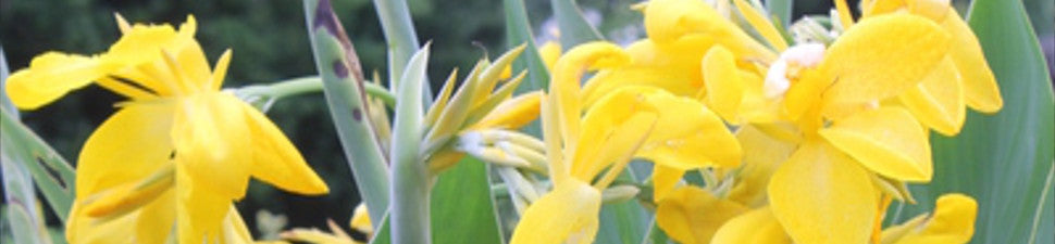 Plants that Attract Birds